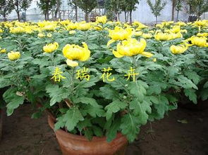 山东省青州市黄楼花卉苗木基地 一二年生草花产品列表